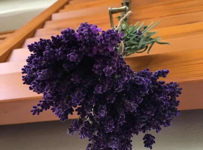 Emese צ'רסגטומאי